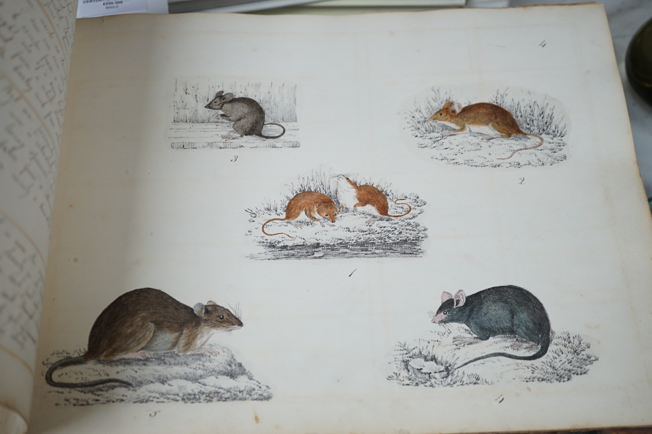 An early 19th century sketch book - wild birds and flowers, all indexed and described